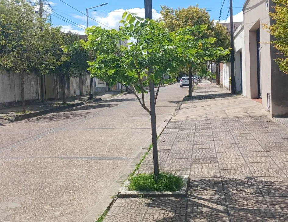 Comienzan a plantar 100 nuevos árboles: información importante para vecinos
