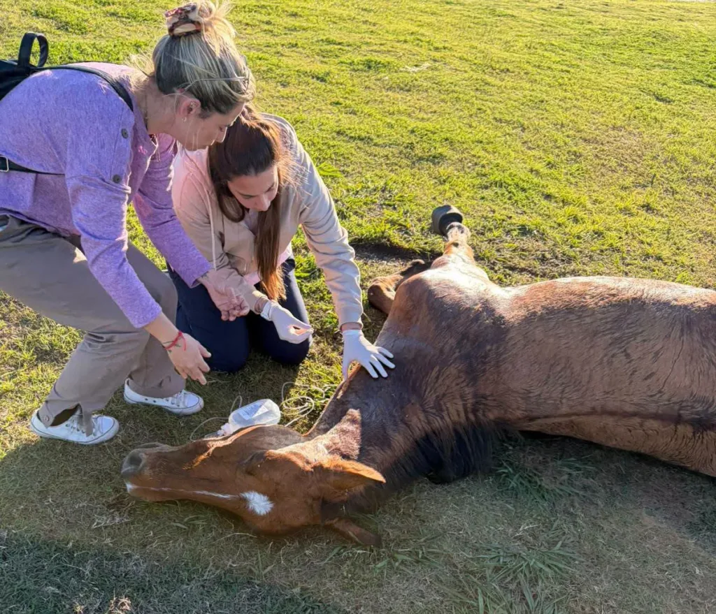 Zoonosis confirmó que el caballo del Parque de la Ciudad tenía tétanos y debió ser eutanasiado