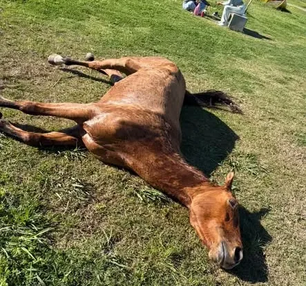 Murió un caballo en el Parque de la Ciudad: su dueño afirmó que atravesaba un cuadro de salud complejo