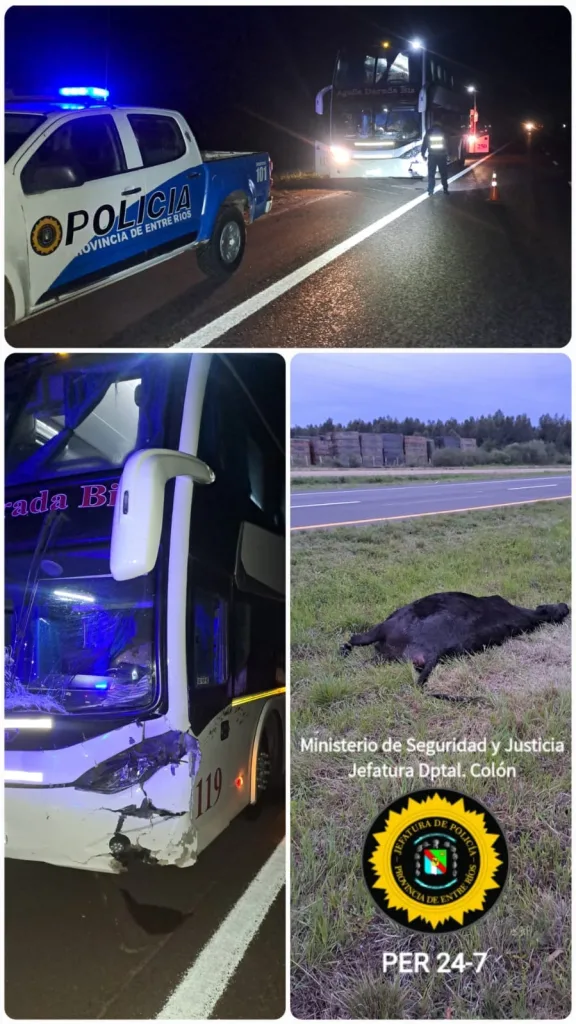 Ubajay: un micro chocó contra un animal vacuno en la Autovía Artigas